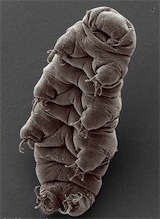 tardigrade3 1.jpg