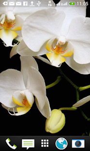 Download Orchids Shift Wallpaper Free APK for PC