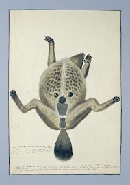 Crocuta crocuta (Spotted hyena)