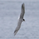 Common Tern