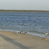 Laughing Gulls