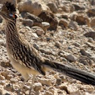 Greater Roadrunner