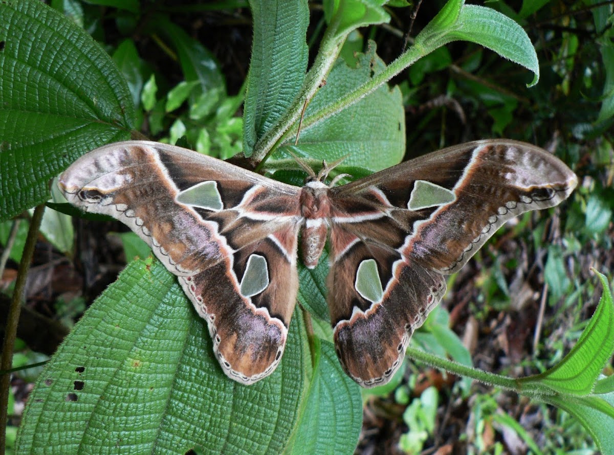Forbes Silkmoth