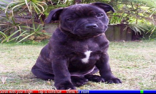 Puppies and Dogs 3 FREE - náhled