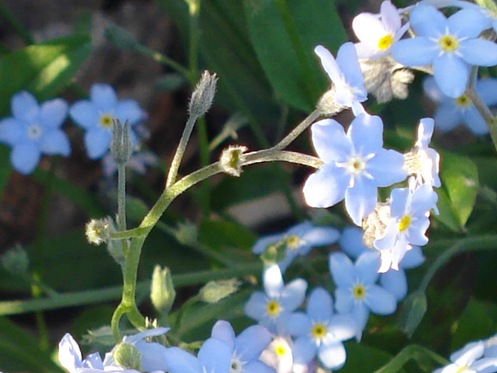 forgetmenot