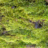 Moss (Brachythecium capillaceum)