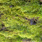 Moss (Brachythecium capillaceum)