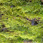 Moss (Brachythecium capillaceum)