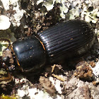 Patent-leather Beetle