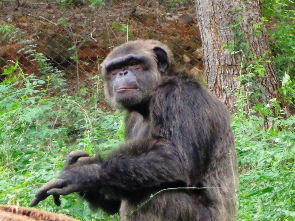 Bonobo