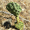 eastern prickly pear, devil's tongue