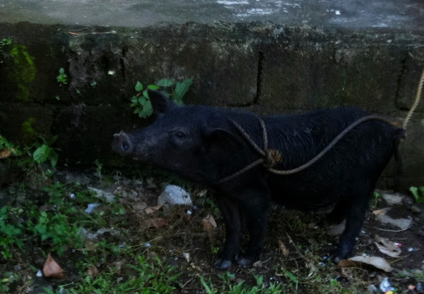 baboy ramo (wild pig) | Project Noah