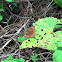 Mangrove Buckeye