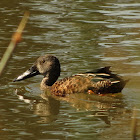 Australasian Shoveler (male)