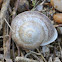 Garden Snail shell