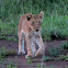 African Lion cubs