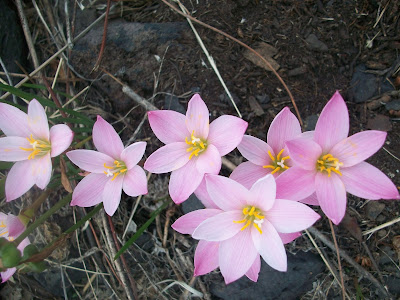 TÌNH YÊU CÂY CỎ ĐV4 - Page 15 Hq6Y1DbKg9wJM_Z9KKFjmHbJchWfk53RSLthFrVLF8ZkuYAY2YDFFv2_MqxSE6yLEz2ls8CvSS56OrDN1zO4xA=s580