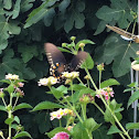 Pipevine Swallowtail