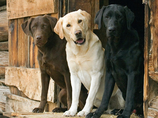 拉布拉多猎犬壁纸