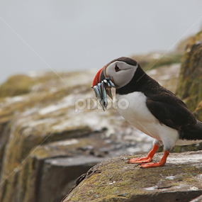 Puffin by Blaz Crepinsek - Animals Birds