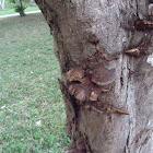 tree fungus