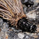 Bagworm Moth; Oruga de Saquito
