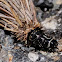 Bagworm Moth; Oruga de Saquito