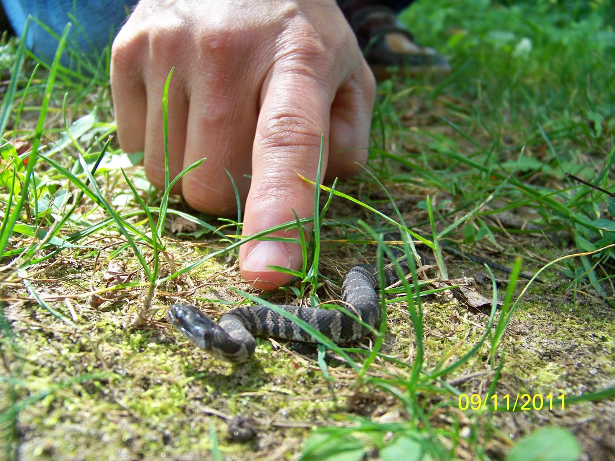 Northern Water Snake (juvenile)