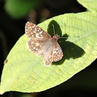 Checkered Skipper Butterfly