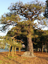 広島平和公園供木