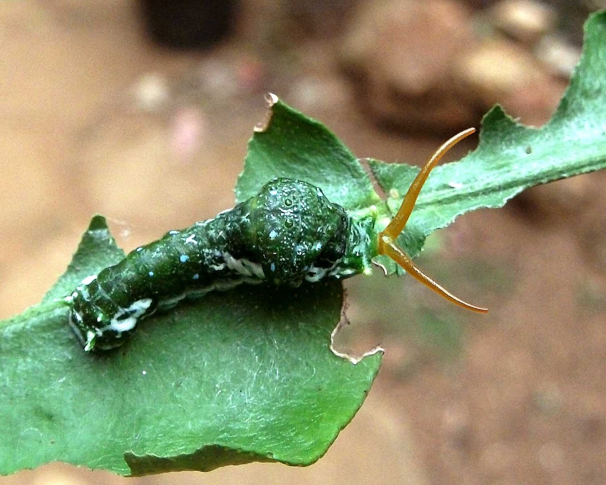 Common Mormon Caterpillar
