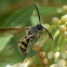 Scoliidae Wasp