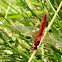 Scarlet Dragonfly (male)