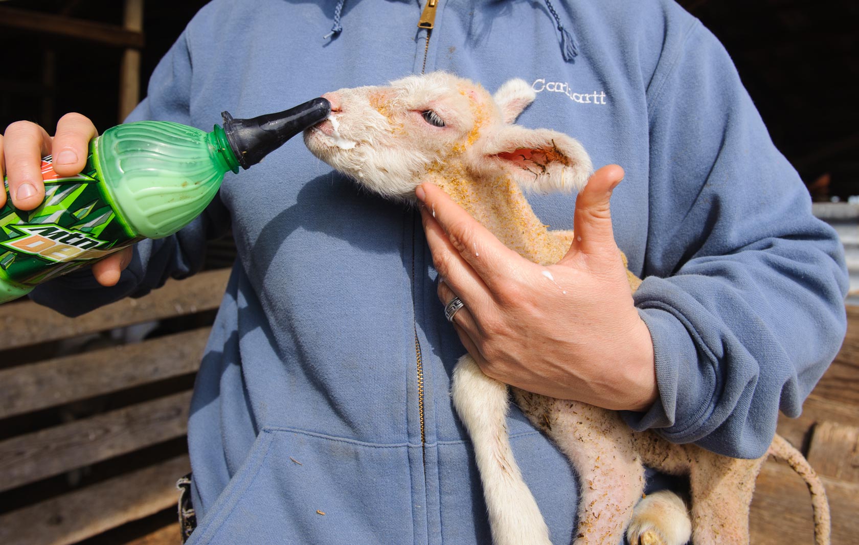 Newborn Lamb, Central California