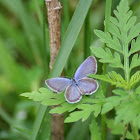 Eastern Tailed-Blue