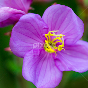 Pink flower by Manu K.S - Flowers Flowers in the Wild