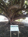 Port Lincoln Moreton Bay Fig Trees.