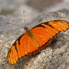 Julia Heliconian butterfly