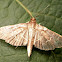 Scraped Pilocrocis Moth