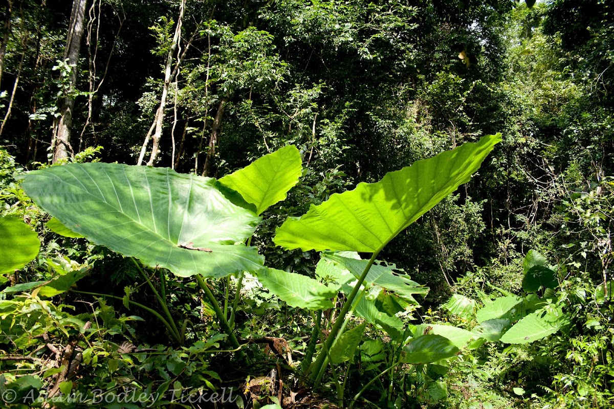 elephant-ears-project-noah