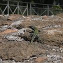Sicilian Wall Lizard