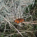 Small orange Butterfly
