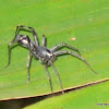 Ant mimicking spider