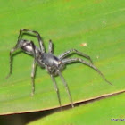 Ant mimicking spider