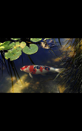 MIUI6 Fish Pond Live Wallpaper
