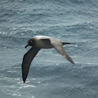 Light-mantled Sooty Albatross