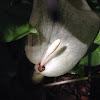Cuckoopint Wild arum