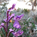 Anacamptis syriaca Orchid