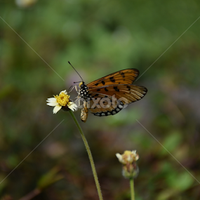 Collecting by L 's - Animals Insects & Spiders