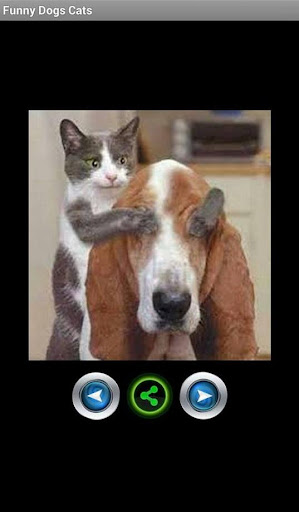 Funny Cats and Dogs